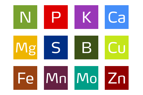 Abbildung zeigt verschiedene Nährstoffen